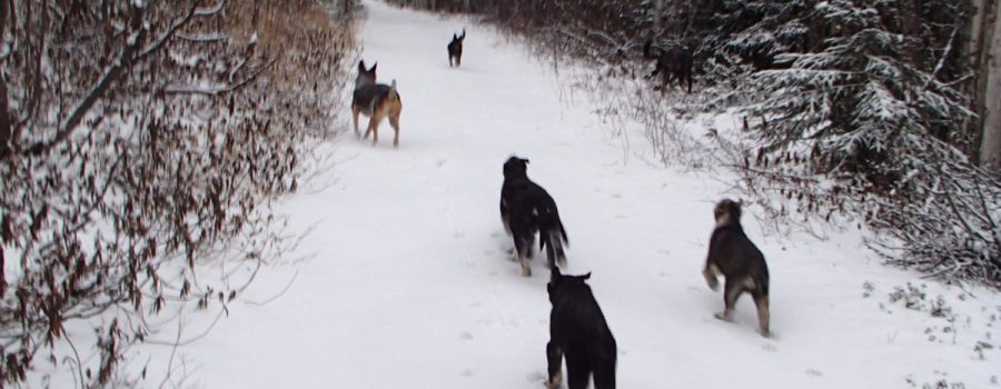 Snow and Puppies